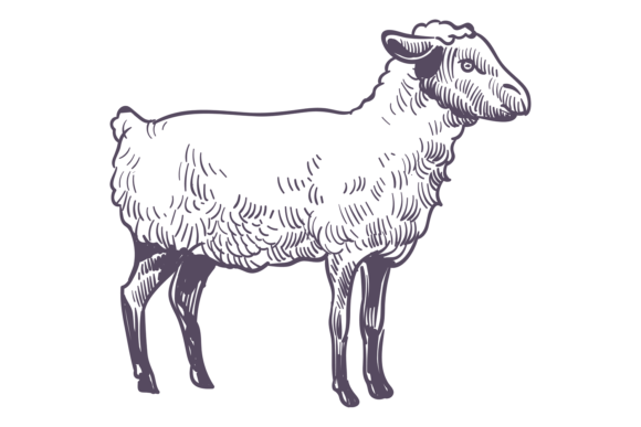Lamb Sketch: The Art of Hand Drawn Farm Charm